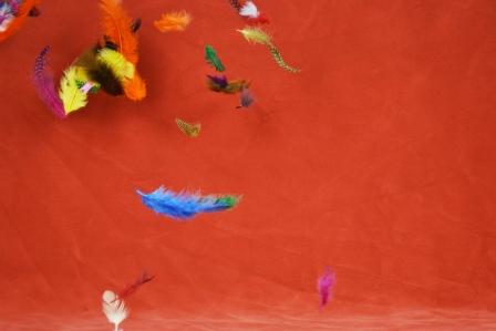 WAMStudents/Web/2011/summer2011/featherW.JPG